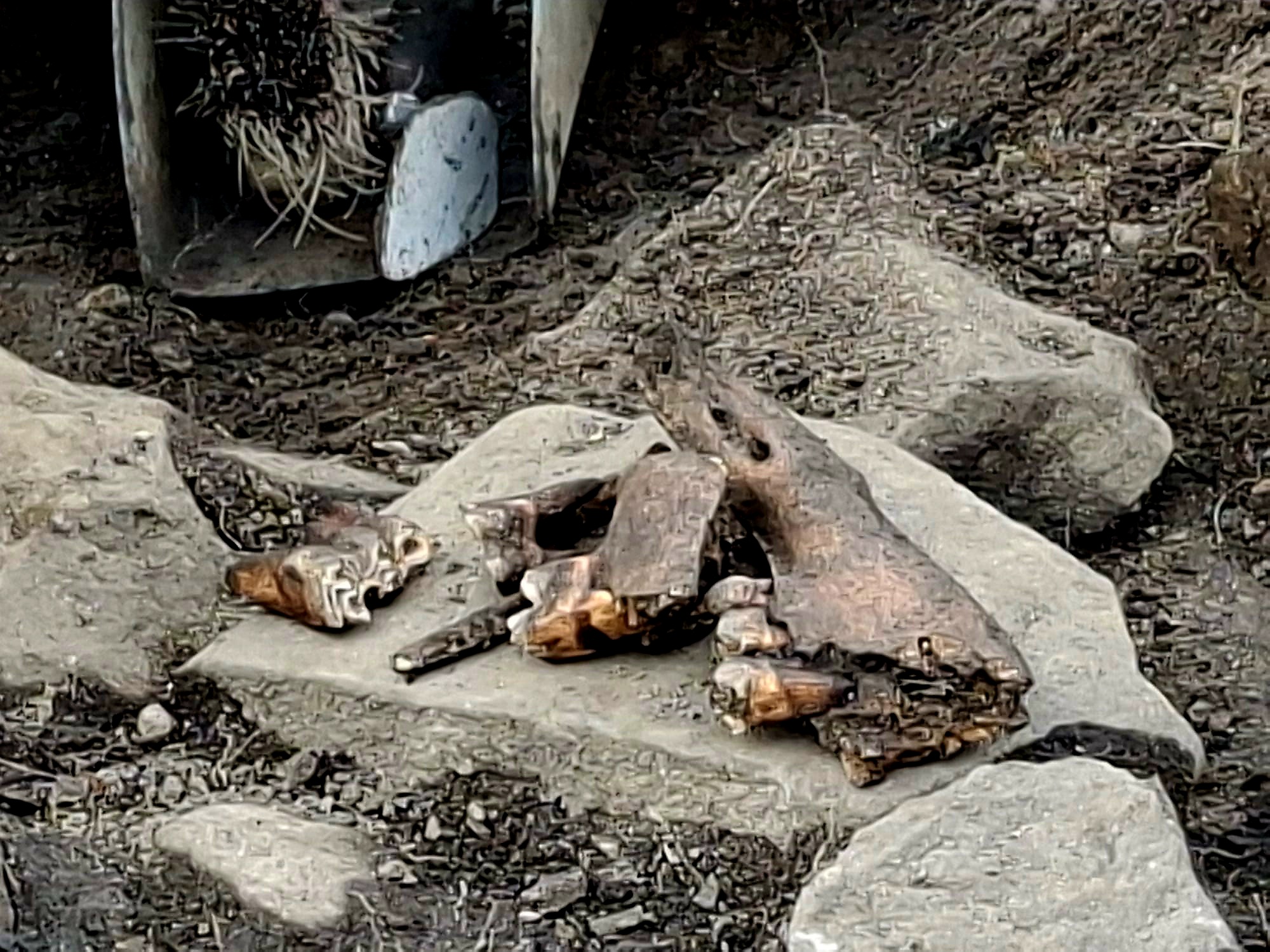Bone remains discovered